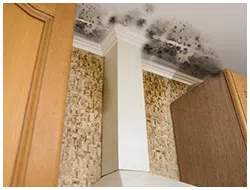 Pompano Beach Emergency Restoration Pompano Beach, FL 561-260-5190 Pompano Beach Emergency Restoration Pompano Beach, FL 561-260-5190 - about-section-03